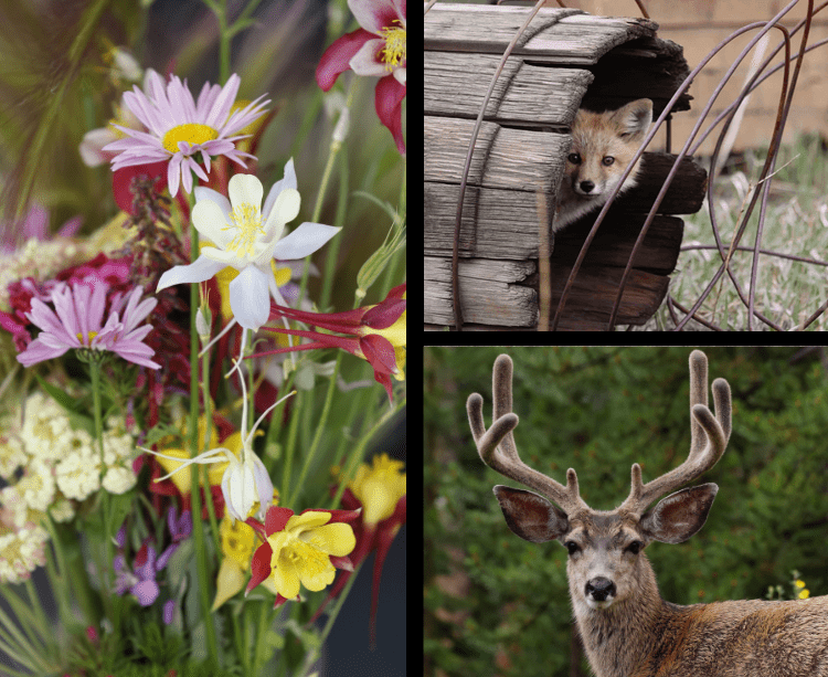 A collage of pictures with flowers and animals.