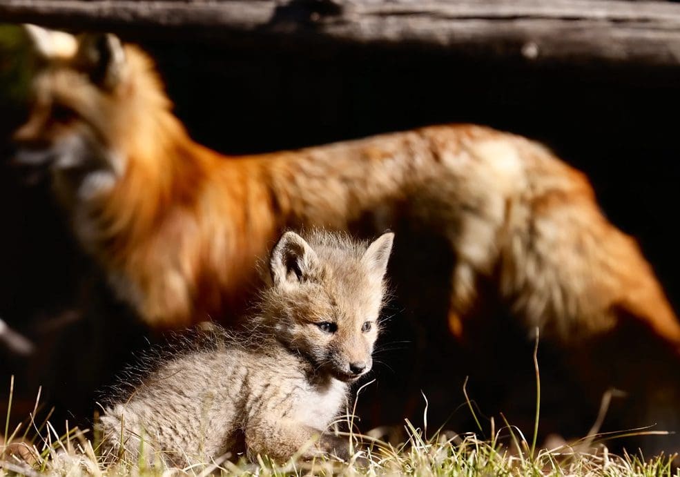 A baby fox and adult are in the grass.