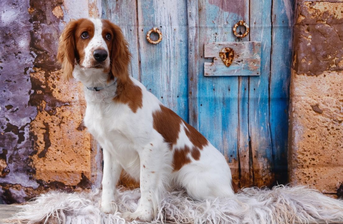 A dog sitting in front of a wooden door.