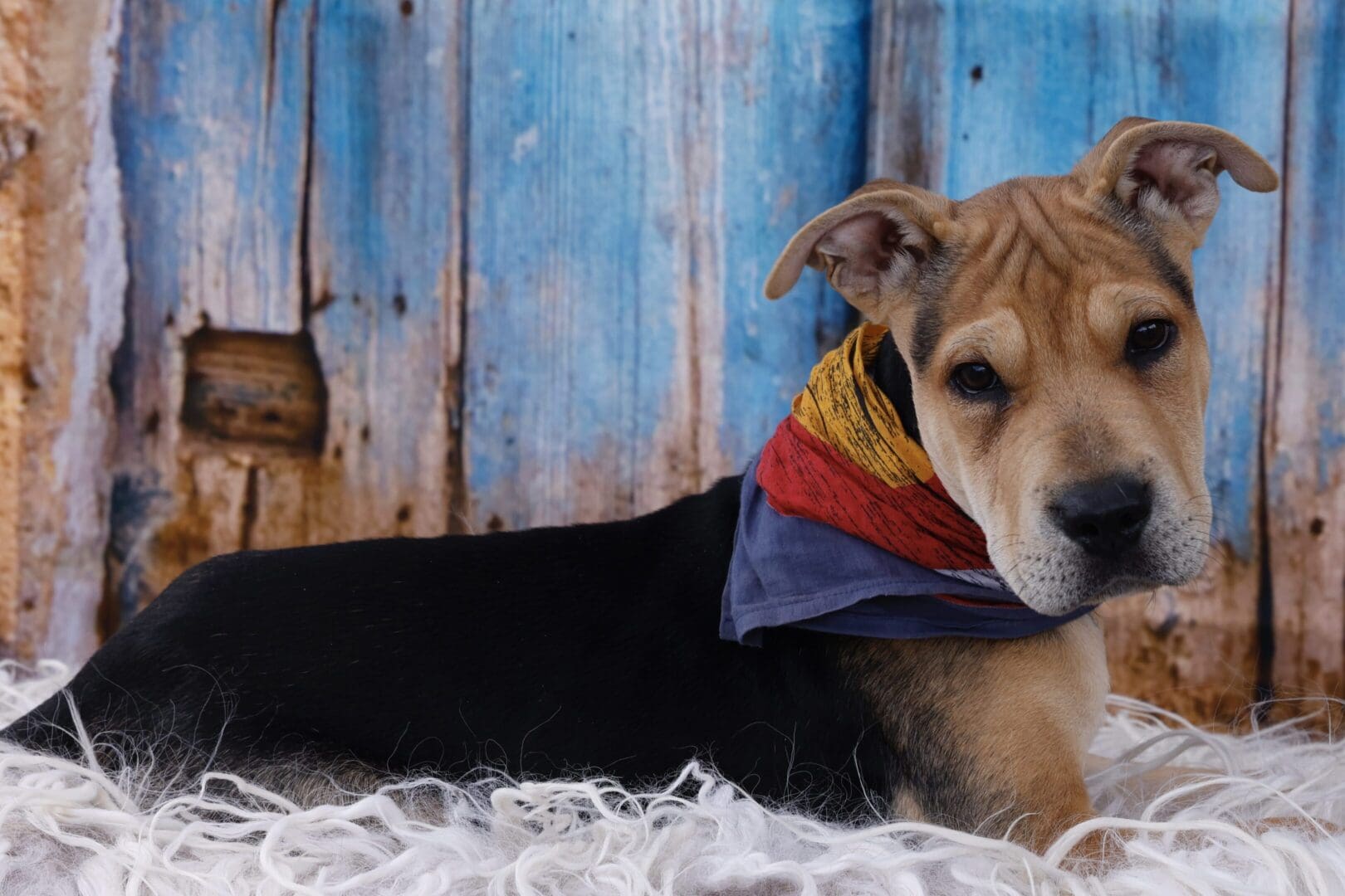 A dog with a bandana on its neck laying down.