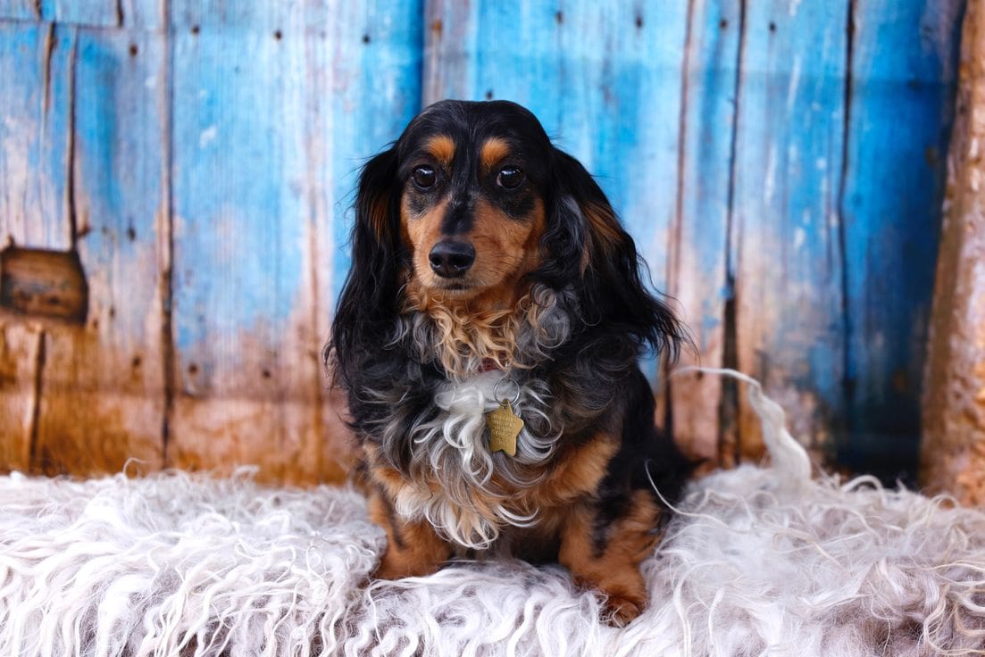 A dog sitting on top of a fur covered floor.