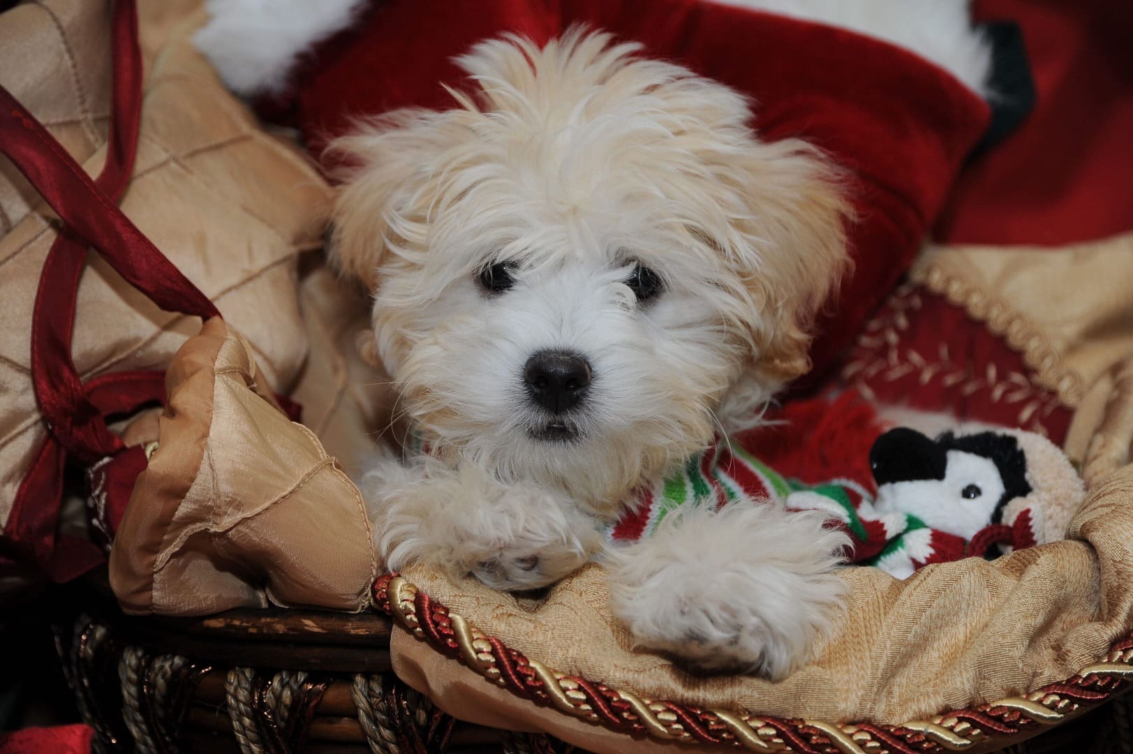 A small white dog laying on top of a blanket.